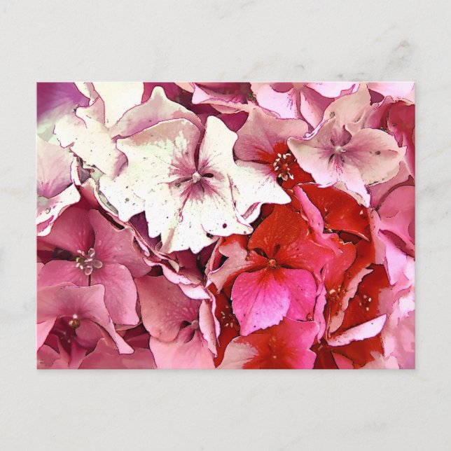 PINK HYDRANGEA POSTCARD (Front)