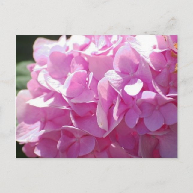 Pink Hydrangea Postcard (Front)