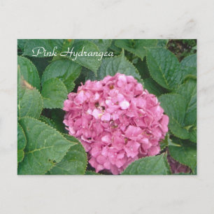 Pink Hydrangea Postcard
