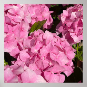 Pink Hydrangea Poster