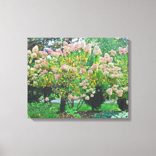 PINK HYDRANGEA TREES Stretched Canvas Print