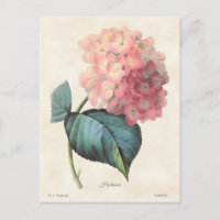 Pink Hydrangea Vintage Botanical Illustration