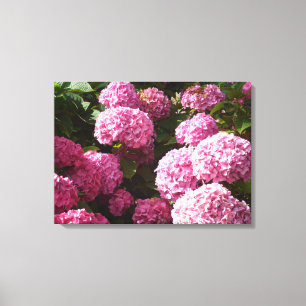 Pink Hydrangeas Canvas Print