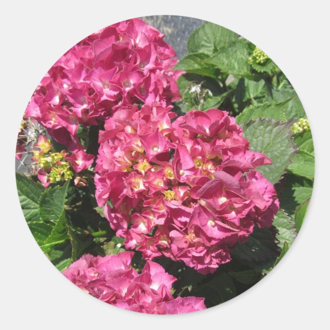 Pink Hydrangeas Classic Round Sticker (Front)