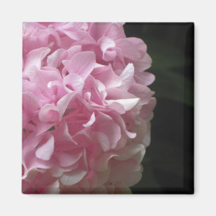 Pink Hydrangeas Magnets