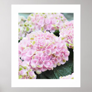 Pink Hydrangeas Poster