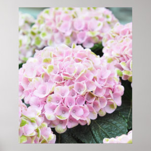 Pink Hydrangeas Poster