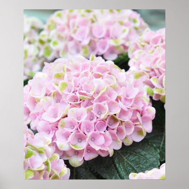Pink  Hydrangeas Poster (Front)
