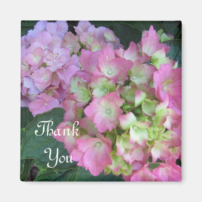 Pink Hydrangeas Thank You Magnet (Front)