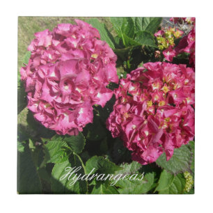 Pink  Hydrangeas Tile