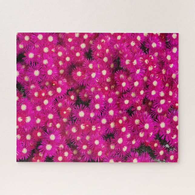 pink ice plant flowers background jigsaw puzzle (Horizontal)