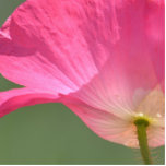 Pink Iceland Poppy Flower Photo Sculpture Magnet<br><div class="desc">Pink Iceland Poppy Flower</div>