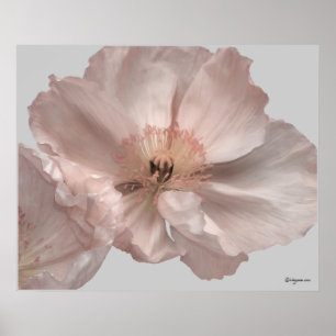Pink Iceland Poppy Flower Poster Prints
