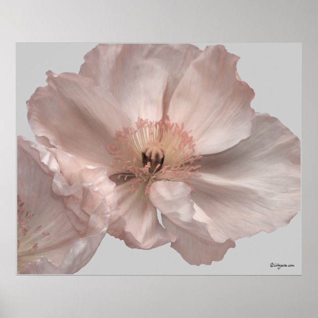 Pink Iceland Poppy Flower Poster Prints (Front)
