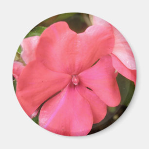 Pink Impatiens Flower Macro Magnet