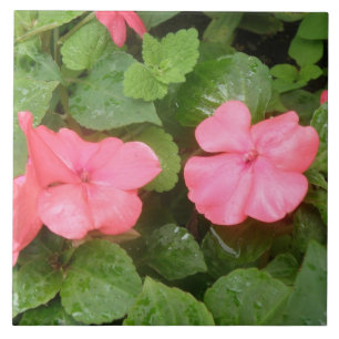 Pink Impatiens Flowers Tile
