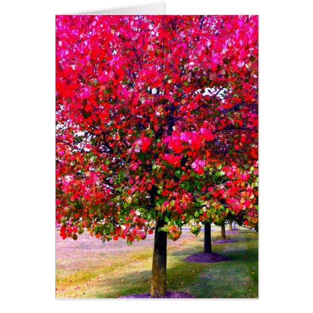 Pink impressionistic Autumn Leaves trees (Front)