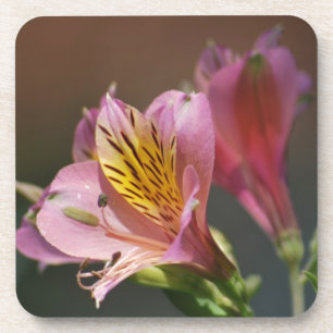 Pink Inca Lily flowers and meaning Coaster