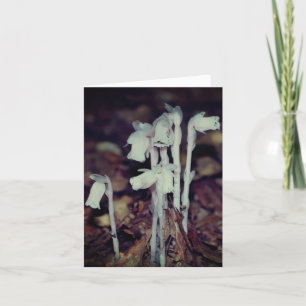 Pink Indian Pipe Wildflowers Nature Note Card