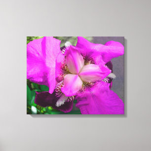 Pink Iris Canvas Print