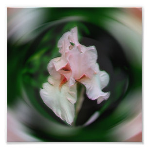 Pink Iris Flower Abstract Art 8x8 Photo Print