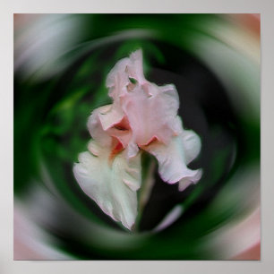Pink Iris Flower Abstract Art Poster