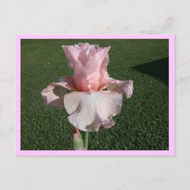 Pink Iris Postcard (Front)