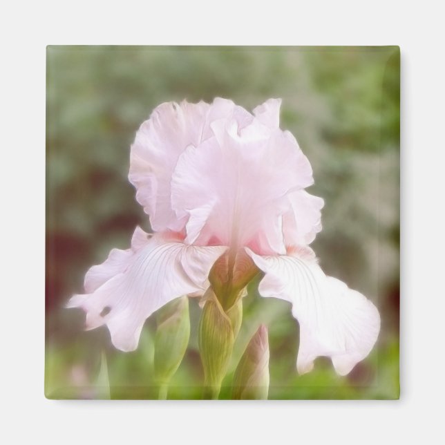 Pink Iris - Vanity Magnet (Front)