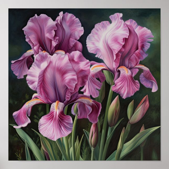 Pink Irises Flower Art Print Poster (Front)