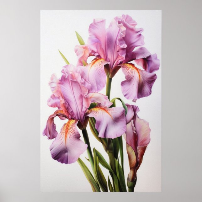Pink Irises Flower Art Print Poster (Front)