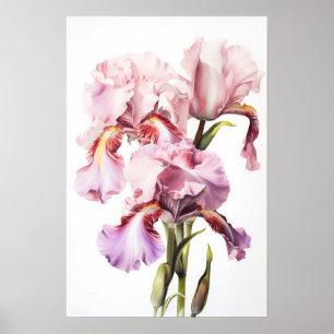 Pink Irises Flower Art Print Poster