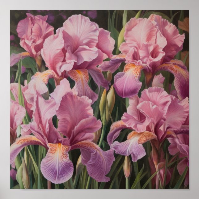 Pink Irises Flower Art Print Poster (Front)