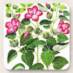 Pink Italian Hibiscus flowers, vintage print Coaster