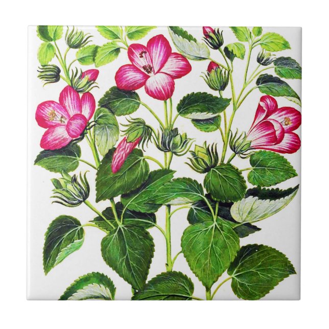 Pink Italian Hibiscus flowers, vintage print Tile (Front)