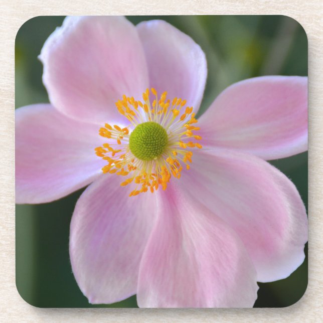 Pink japanese anemone flower coaster (Front)
