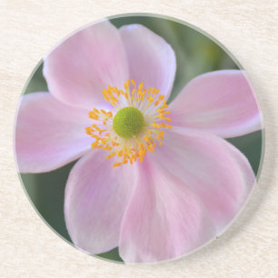 Pink japanese anemone flower coaster