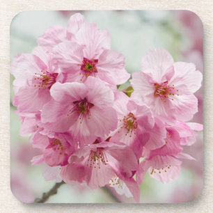 Pink Japanese Cherry Blossom Coaster