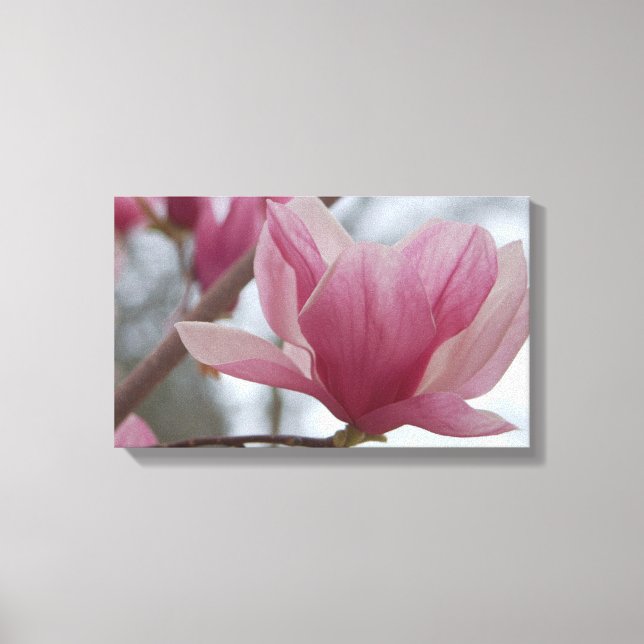 Pink Japanese Magnolia Canvas Print (Front)