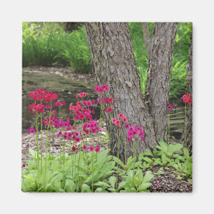 Pink Japanese Primrose Floral Magnet