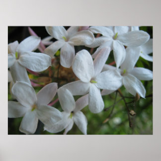 Pink Jasmine Flowers Poster