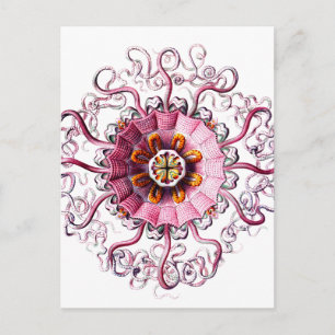 pink jelly w green dots clear copy.png postcard