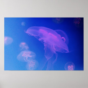 Pink jellyfishes in blue water poster