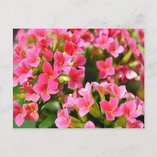 Pink Kalanchoes Postcard