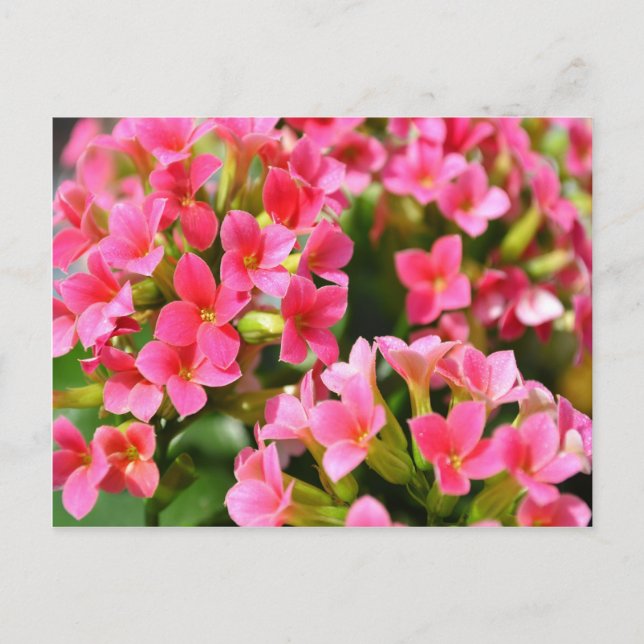 Pink Kalanchoes Postcard (Front)