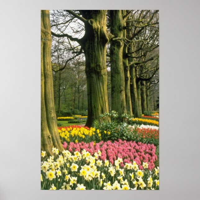Pink Keukenhof Gardens, Holland flowers Poster (Front)