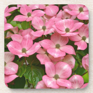 Pink kousa dogwood flowers print coaster