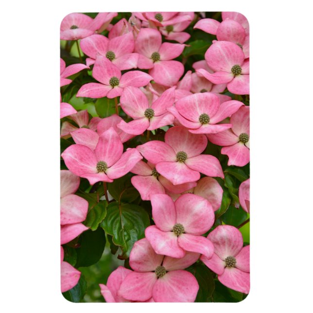 Pink kousa dogwood magnet (Vertical)