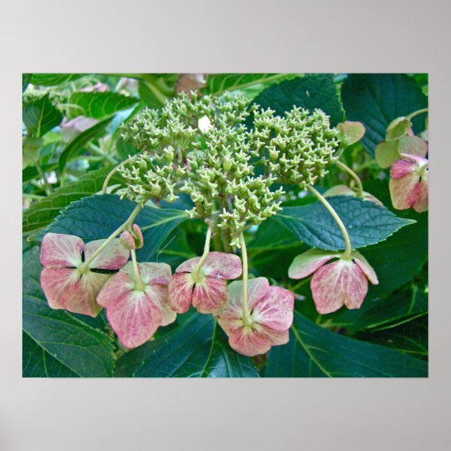 Pink Lace-Cap Hydrangea Blossoms - Poster (Front)