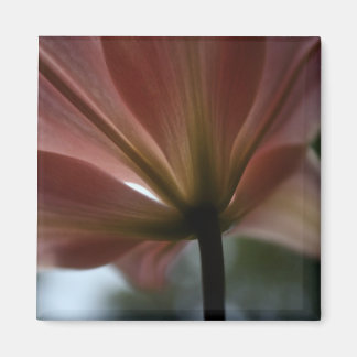 Pink Lady Magnet