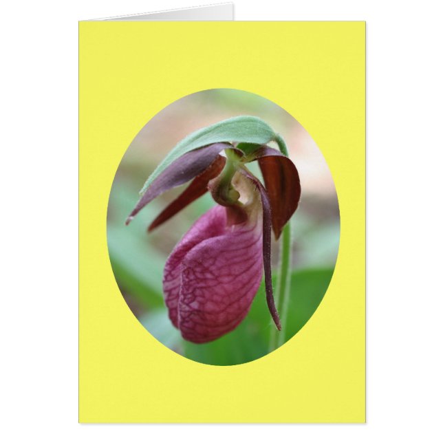 Pink Lady Slipper Orchid Flower Photography Card (Front)